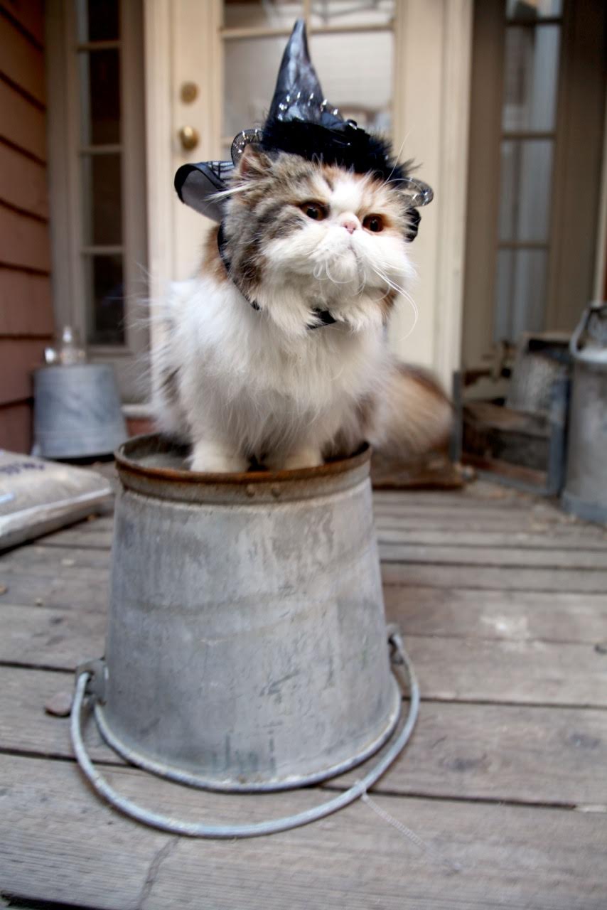 Holly the Cat’s 15th Birthday Party Goes Viral, Raises Thousands for the Local Cat Shelter Holly the Cat’s 15th Birthday Party Goes Viral