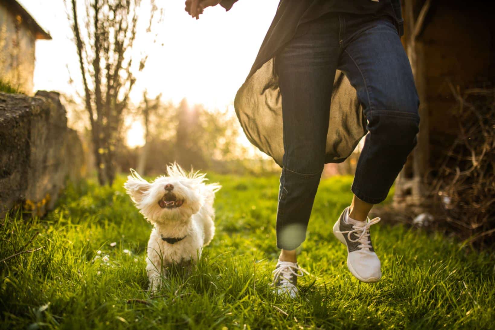 pet trend 5