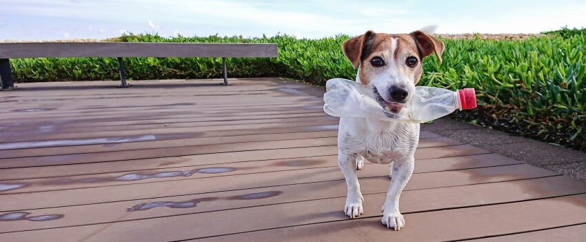pet trend 7