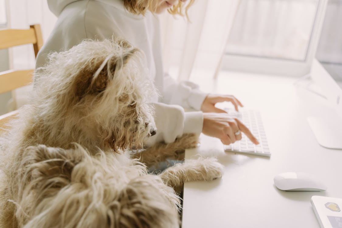 pet trend 8