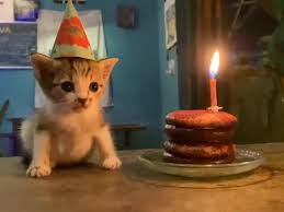 viral cat birthday